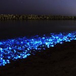 Glowing Firefly Squid of Japan - The Blue Glowing Blob