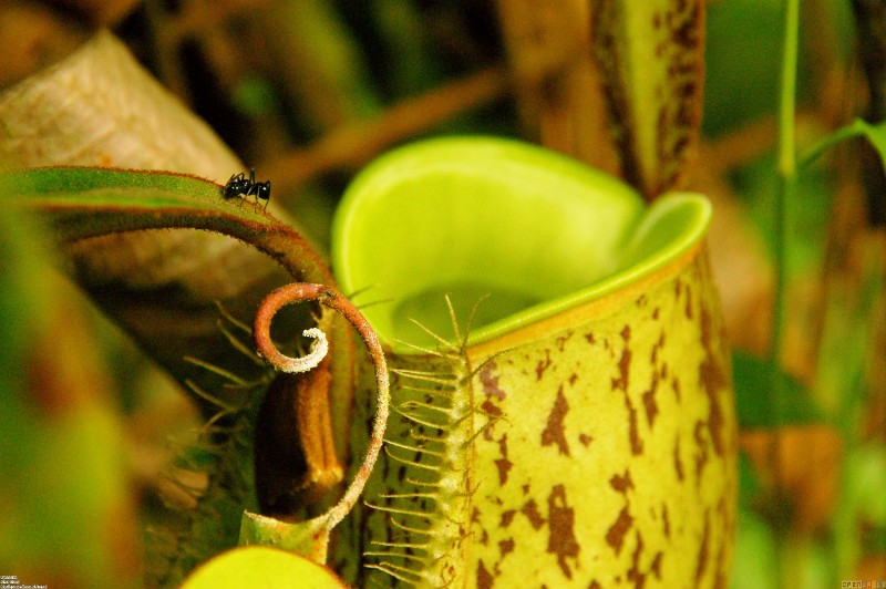 sundew plant eating fly