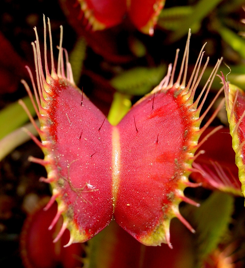Carnivorous Plants: Venus Flytrap, Sundew Plant, Pitcher Plant