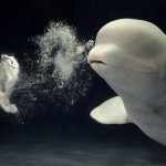 The Beluga whales are the smallest species of whales