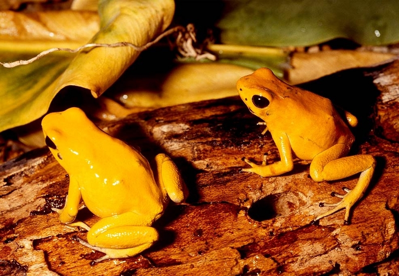 The golden poison dart frog is the deadliest among Poison Dart Frog family