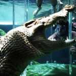 Crocosaurus Cove: The Cage of Death Darwin, Australia