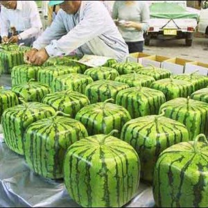 Awesome square watermelons in Japan