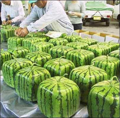 Awesome square watermelons in Japan