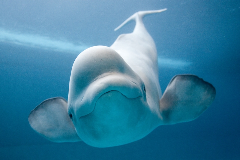 The beluga whales are considered to be the world’s cleverest sea creature and 100s of them are distributed in aquariums worldwide.