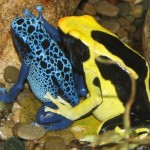 Poison Dart Frogs are one of the deadlist amphibians and have a very small size