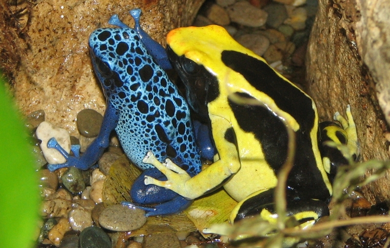 Poison Dart Frogs are one of the deadlist amphibians and have a very small size