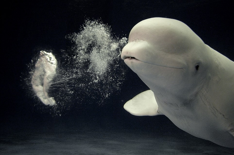A Beluga whale has become a sensation at an aquarium after learning how to blow halo-shaped bubbles.
